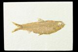 Fossil Fish (Knightia) - Wyoming #143447-1